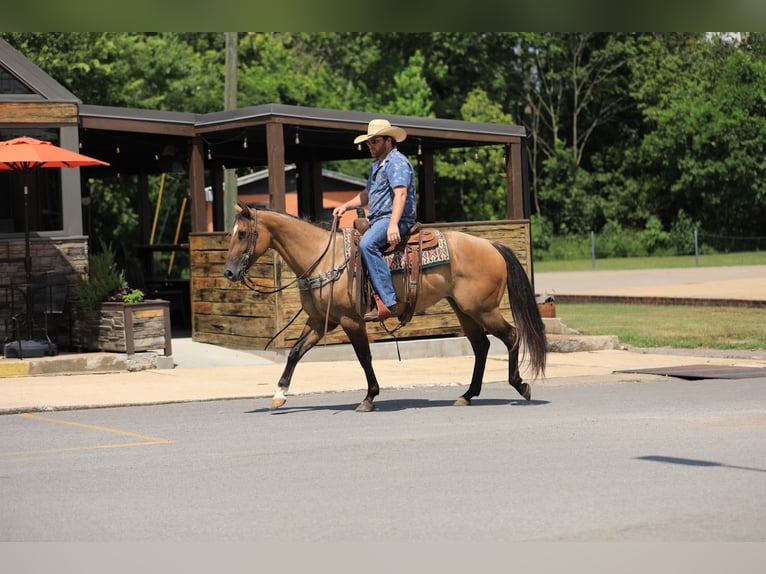 Quarter horse américain Jument 6 Ans 150 cm Isabelle in Santa Fe