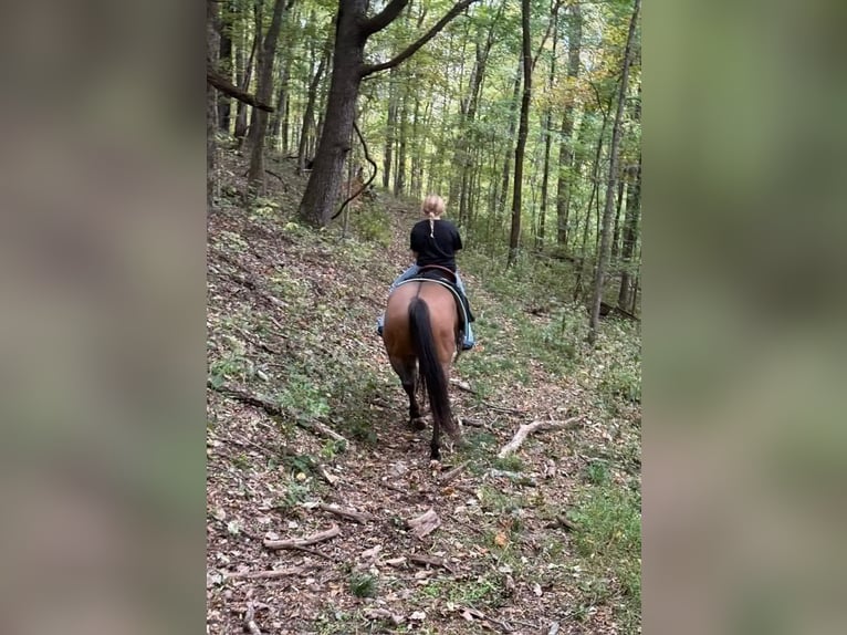 Quarter horse américain Jument 6 Ans 150 cm Isabelle in Santa Fe