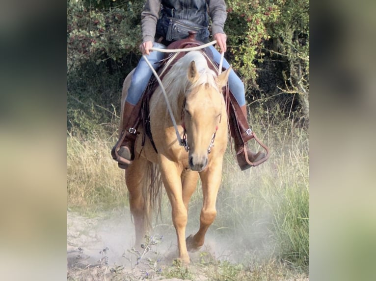 Quarter horse américain Jument 6 Ans 150 cm Palomino in Burg