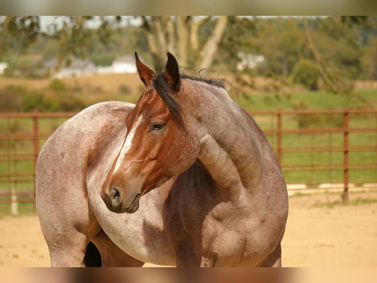 Quarter horse américain Jument 6 Ans 150 cm Roan-Bay in Fresno