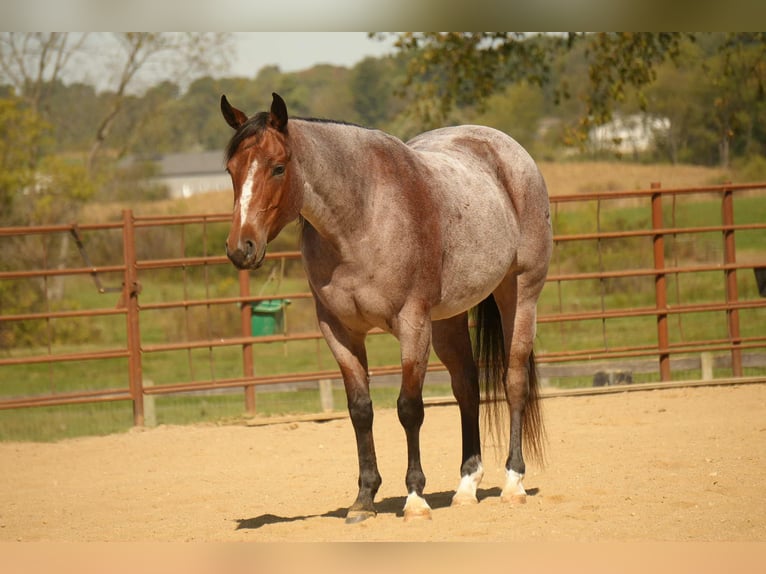 Quarter horse américain Jument 6 Ans 150 cm Roan-Bay in Fresno
