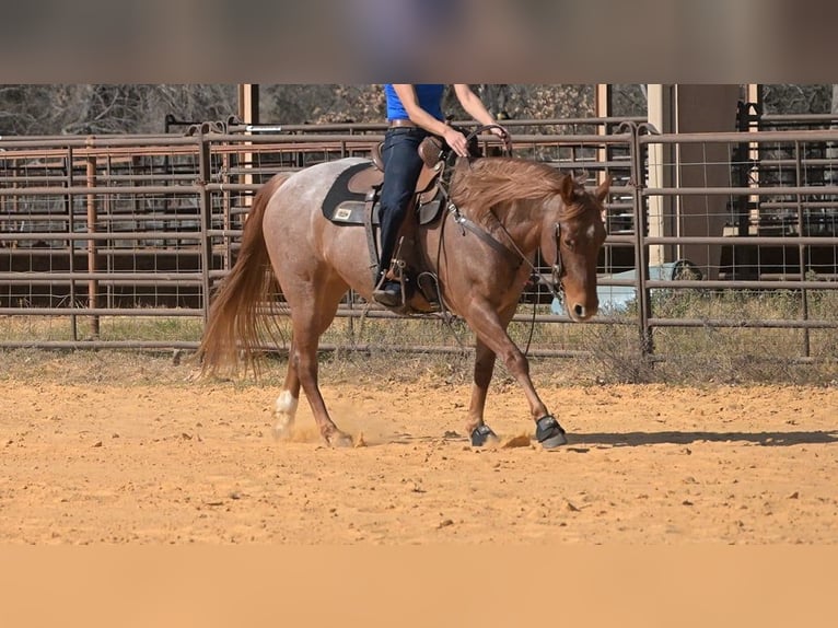 Quarter horse américain Jument 6 Ans 150 cm Rouan Rouge in Stephenville
