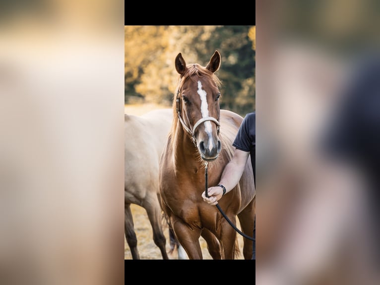 Quarter horse américain Jument 6 Ans 151 cm Alezan in Kierspe