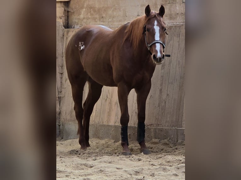 Quarter horse américain Jument 6 Ans 151 cm Alezan in Kierspe