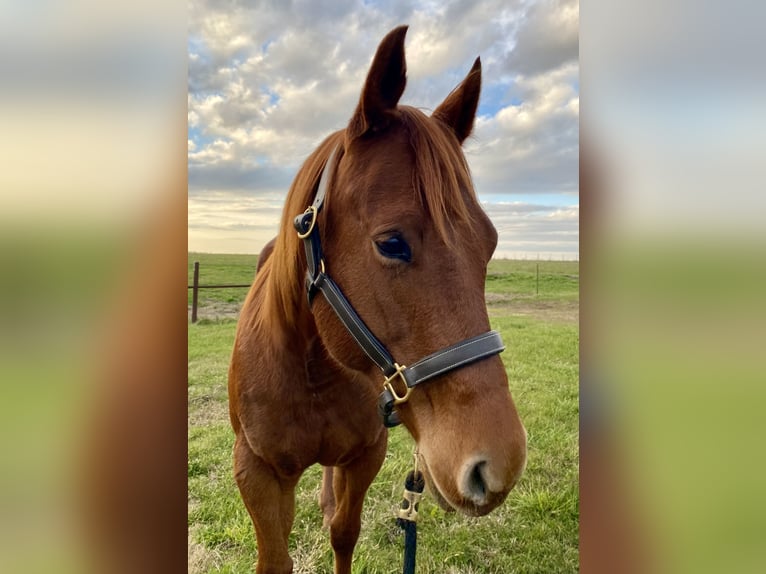 Quarter horse américain Jument 6 Ans 152 cm Alezan brûlé in Garden City