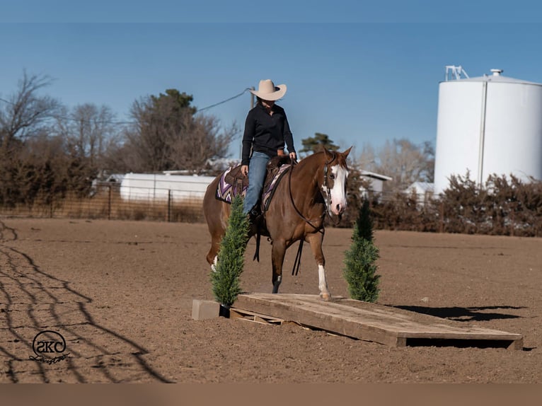 Quarter horse américain Jument 6 Ans 152 cm Alezan cuivré in Canyon