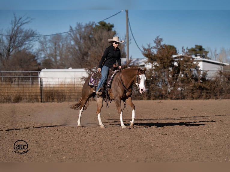 Quarter horse américain Jument 6 Ans 152 cm Alezan cuivré in Canyon