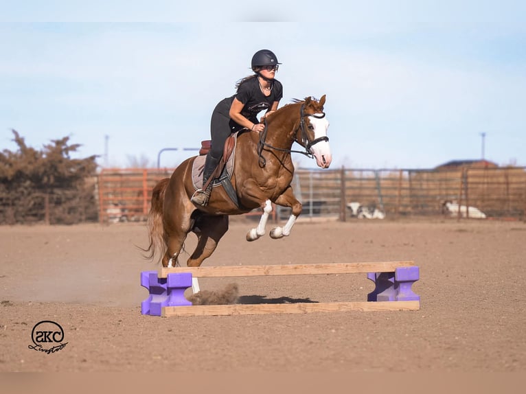 Quarter horse américain Jument 6 Ans 152 cm Alezan cuivré in Canyon