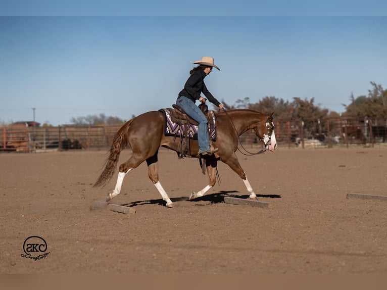 Quarter horse américain Jument 6 Ans 152 cm Alezan cuivré in Canyon