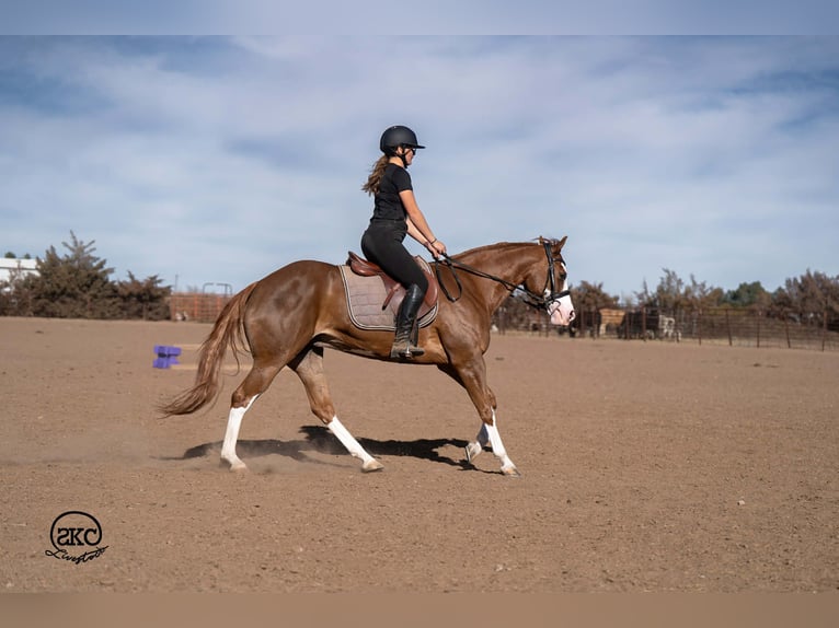 Quarter horse américain Jument 6 Ans 152 cm Alezan cuivré in Canyon
