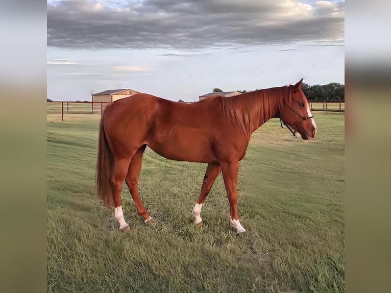 Quarter horse américain Jument 6 Ans 152 cm Alezan cuivré in Loveland, CO