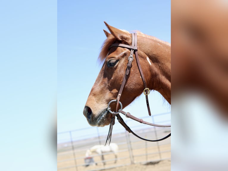 Quarter horse américain Jument 6 Ans 152 cm Alezan cuivré in Fort Collins, CO