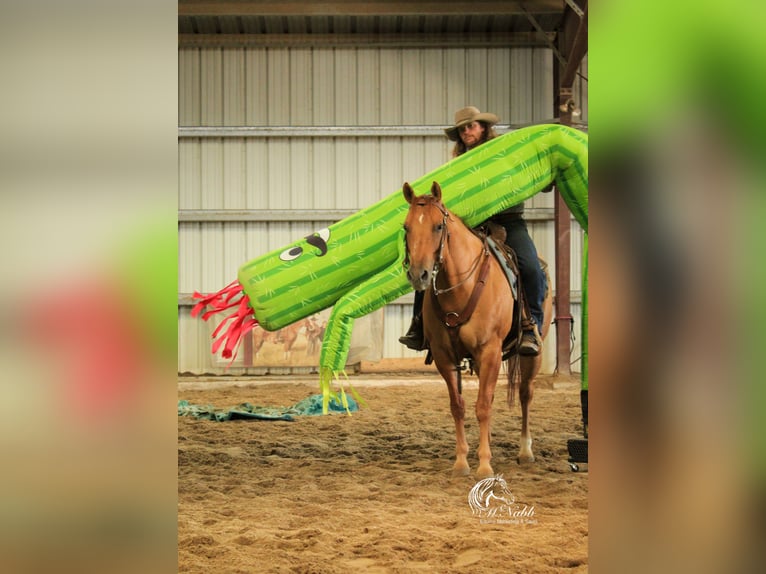 Quarter horse américain Jument 6 Ans 152 cm Alezan dun in Cody