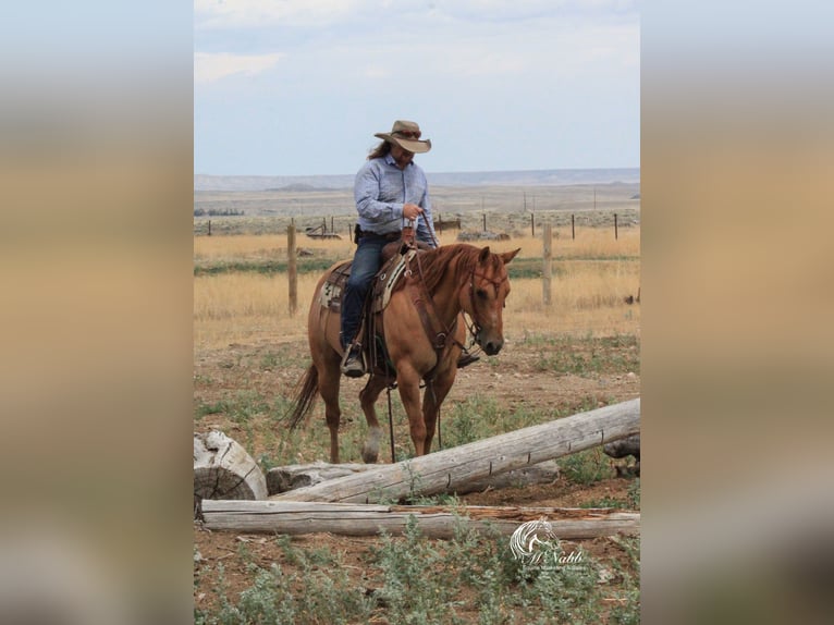 Quarter horse américain Jument 6 Ans 152 cm Alezan dun in Cody