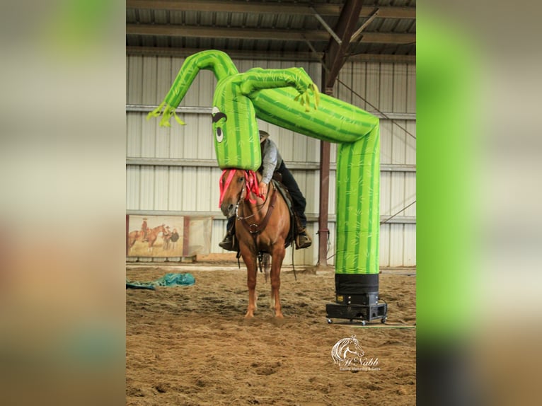 Quarter horse américain Jument 6 Ans 152 cm Alezan dun in Cody