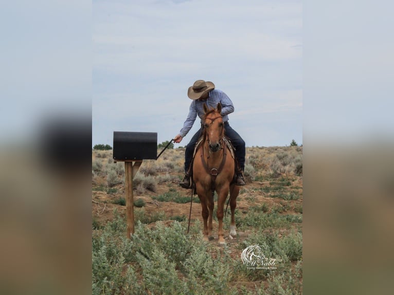 Quarter horse américain Jument 6 Ans 152 cm Alezan dun in Cody