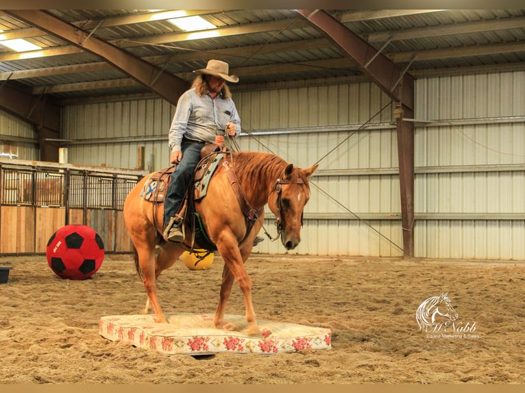 Quarter horse américain Jument 6 Ans 152 cm Alezan dun in Cody