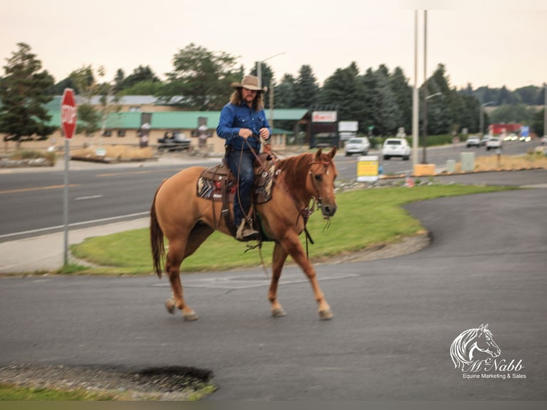 Quarter horse américain Jument 6 Ans 152 cm Alezan dun in Cody