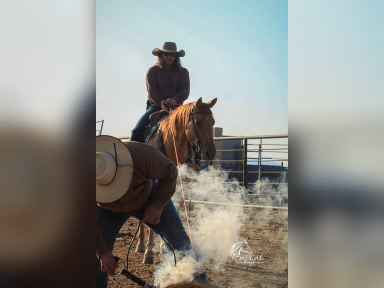 Quarter horse américain Jument 6 Ans 152 cm Alezan dun in Cody