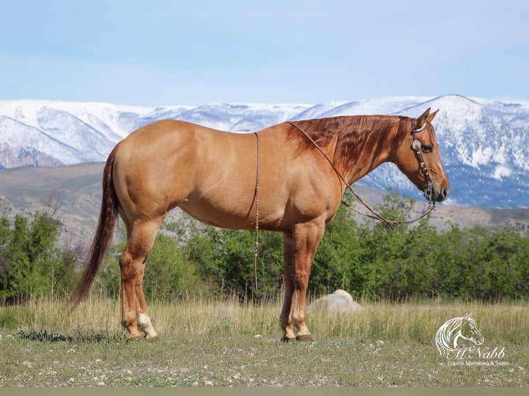 Quarter horse américain Jument 6 Ans 152 cm Alezan dun in Cody