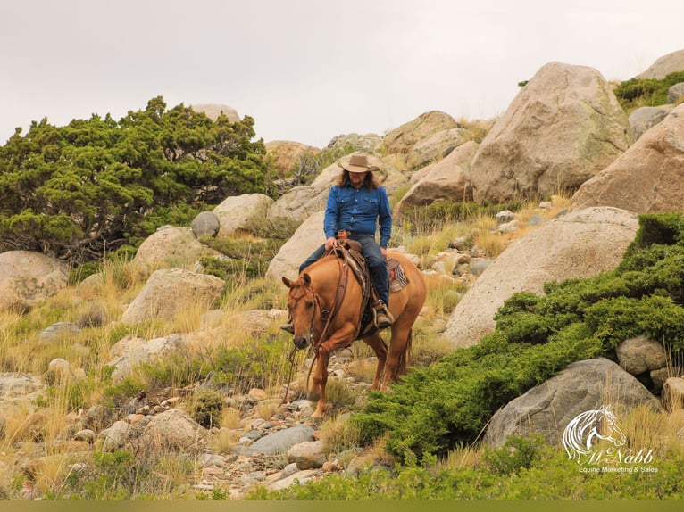 Quarter horse américain Jument 6 Ans 152 cm Alezan dun in Cody