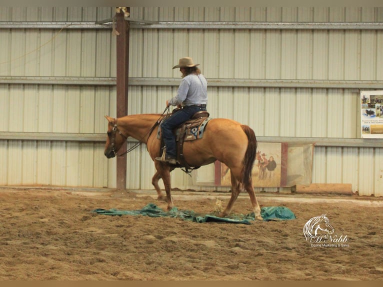 Quarter horse américain Jument 6 Ans 152 cm Alezan dun in Cody