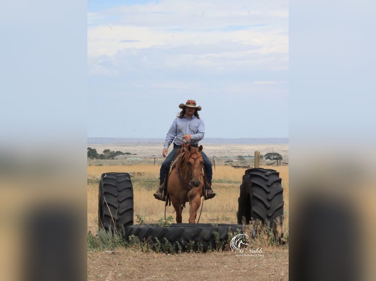 Quarter horse américain Jument 6 Ans 152 cm Alezan dun in Cody