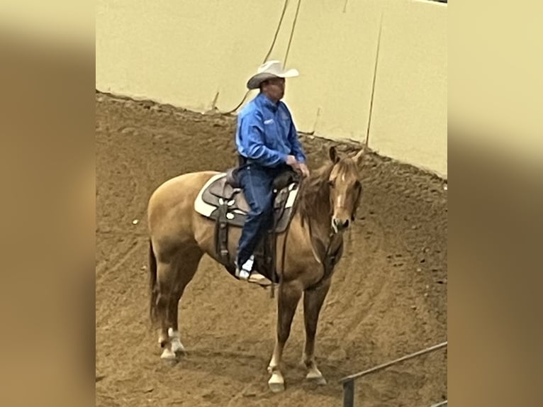 Quarter horse américain Jument 6 Ans 152 cm Alezan dun in Cody