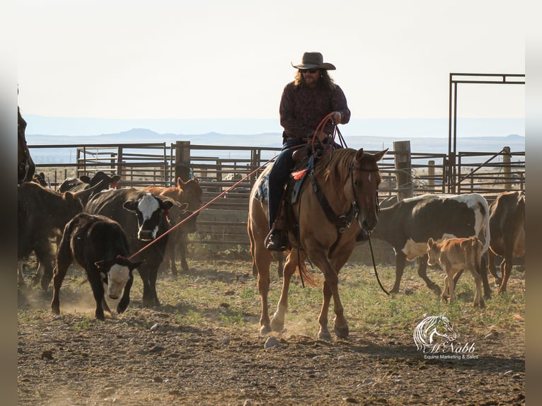 Quarter horse américain Jument 6 Ans 152 cm Alezan dun in Cody