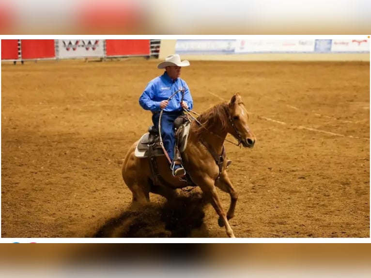 Quarter horse américain Jument 6 Ans 152 cm Alezan dun in Cody