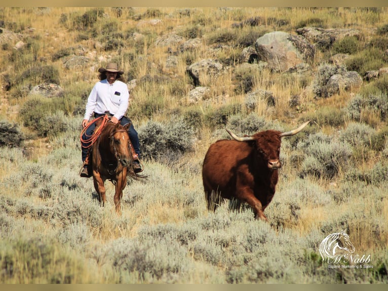 Quarter horse américain Jument 6 Ans 152 cm Alezan dun in Cody