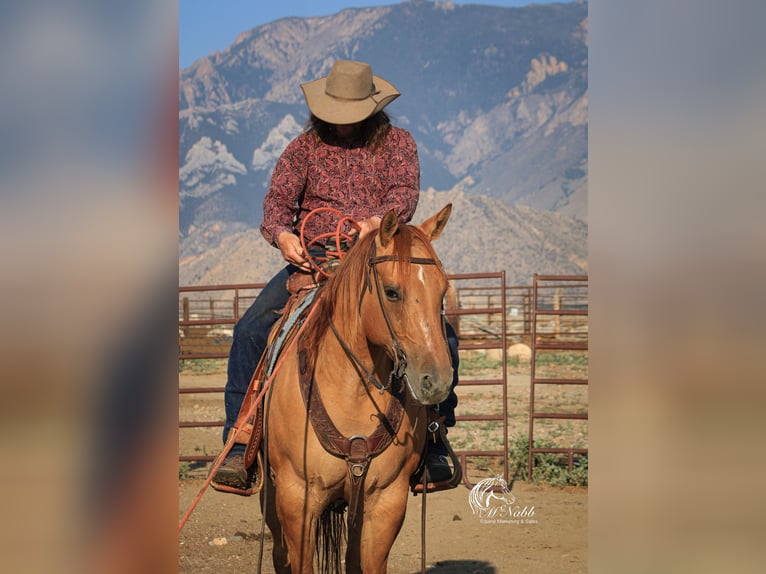 Quarter horse américain Jument 6 Ans 152 cm Alezan dun in Cody