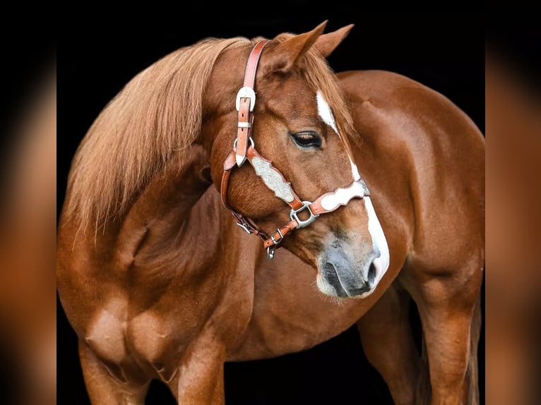 Quarter horse américain Jument 6 Ans 152 cm Alezan in Ravels