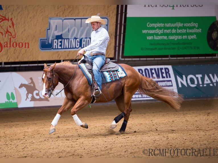 Quarter horse américain Jument 6 Ans 152 cm Alezan in Ravels