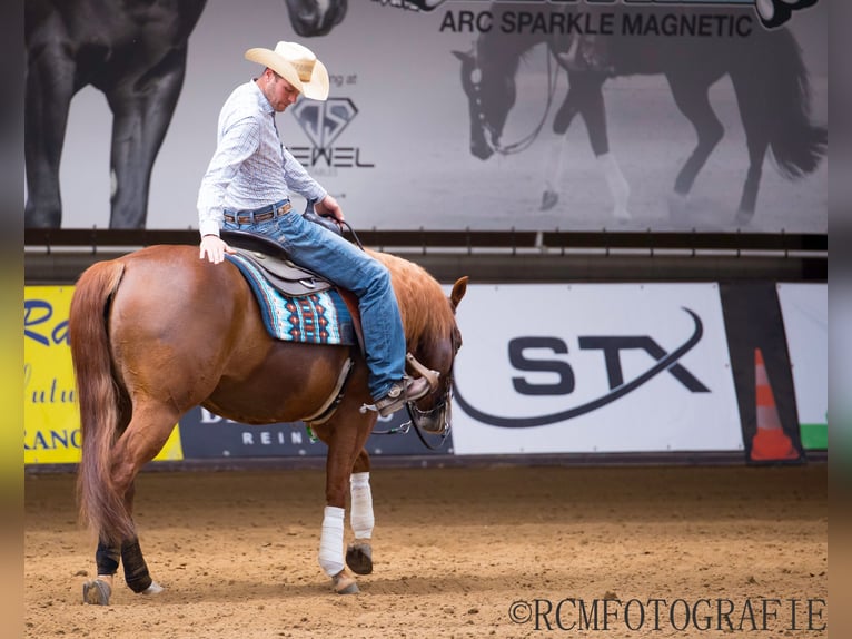 Quarter horse américain Jument 6 Ans 152 cm Alezan in Ravels