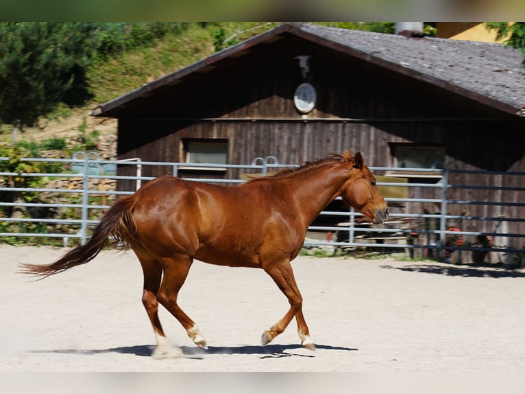 Quarter horse américain Jument 6 Ans 152 cm Alezan in Durbach