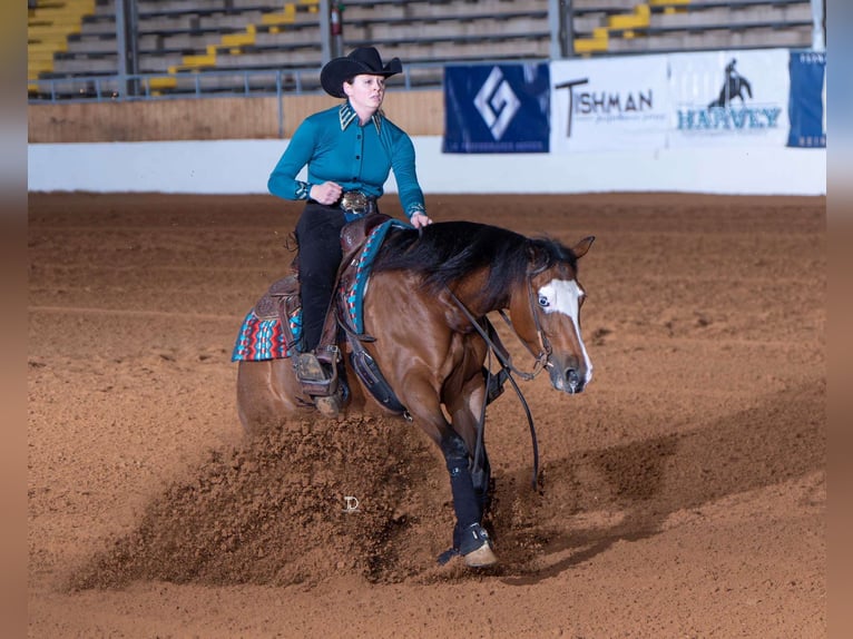Quarter horse américain Jument 6 Ans 152 cm Bai cerise in Buffalo