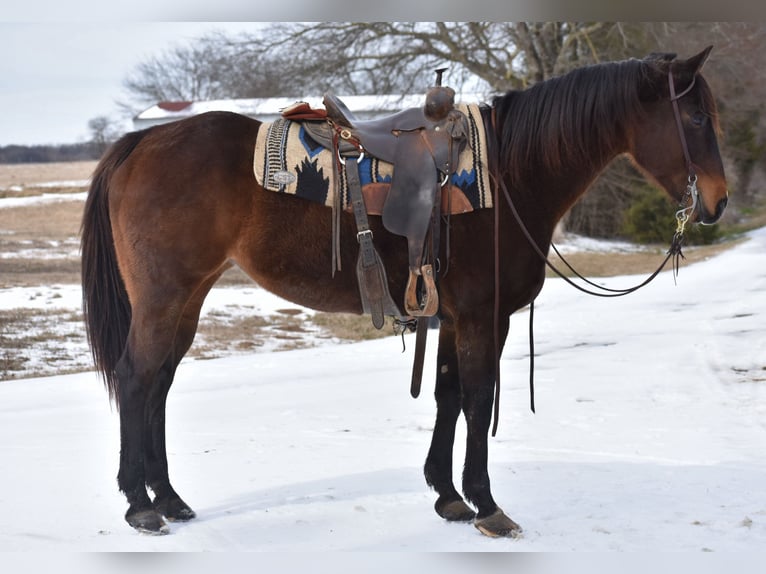 Quarter horse américain Jument 6 Ans 152 cm Bai cerise in Sulphur Springs