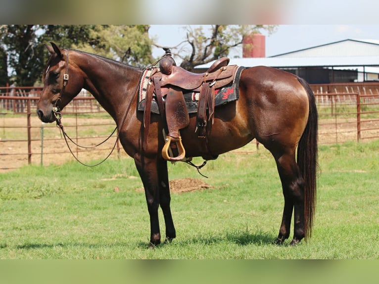 Quarter horse américain Jument 6 Ans 152 cm Bai cerise in lipan TX