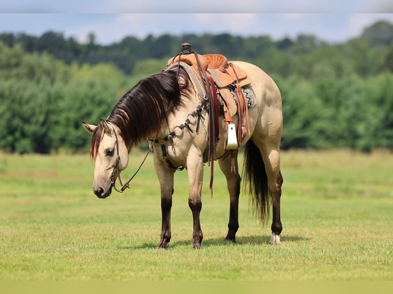 Quarter horse américain Jument 6 Ans 152 cm Buckskin in Cannon Falls