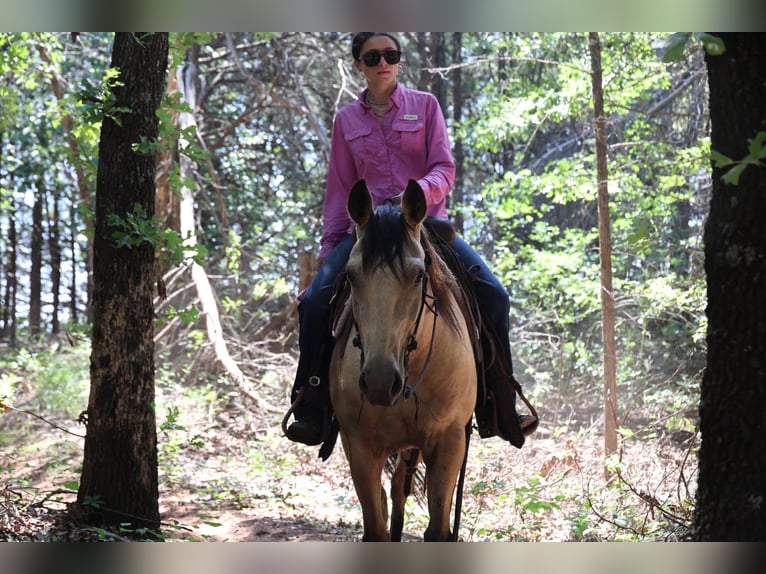 Quarter horse américain Jument 6 Ans 152 cm Buckskin in Ripley