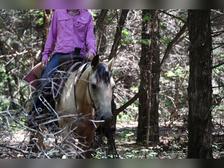 Quarter horse américain Jument 6 Ans 152 cm Buckskin in Ripley