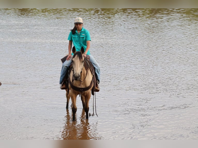 Quarter horse américain Jument 6 Ans 152 cm Buckskin in Ripley