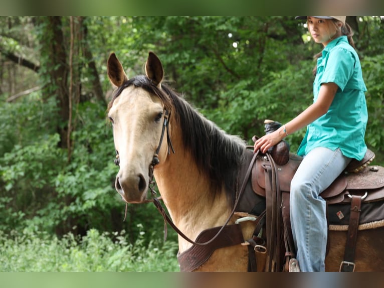 Quarter horse américain Jument 6 Ans 152 cm Buckskin in Ripley