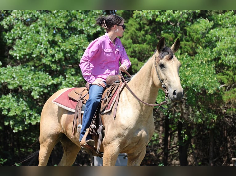 Quarter horse américain Jument 6 Ans 152 cm Buckskin in Ripley