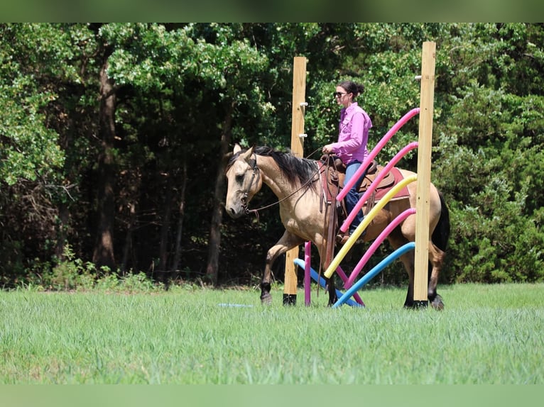 Quarter horse américain Jument 6 Ans 152 cm Buckskin in Ripley