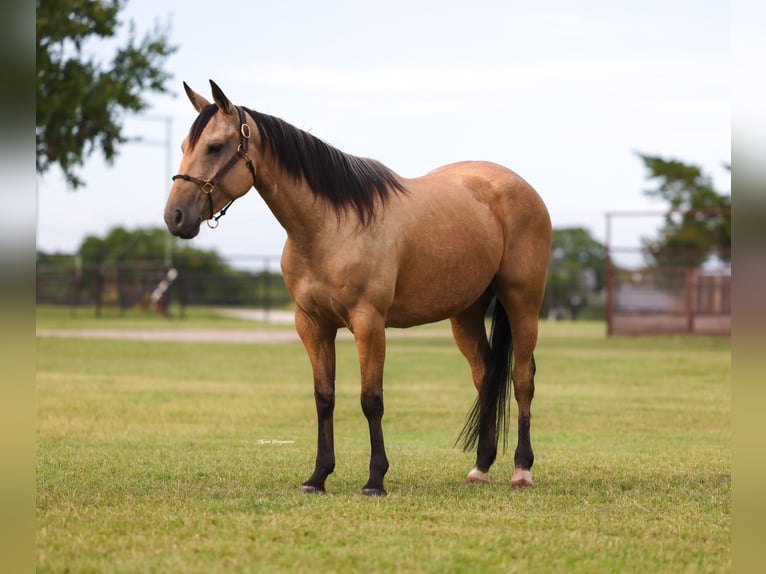 Quarter horse américain Jument 6 Ans 152 cm Buckskin in Ripley