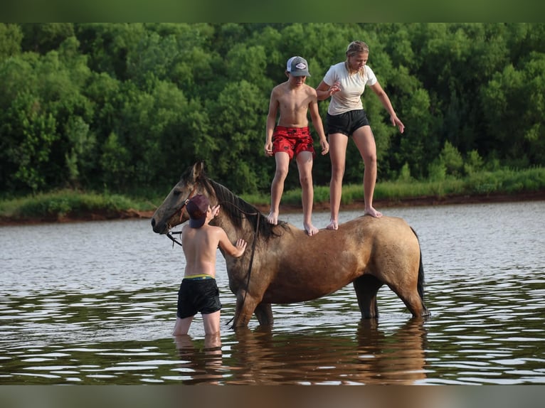 Quarter horse américain Jument 6 Ans 152 cm Buckskin in Ripley