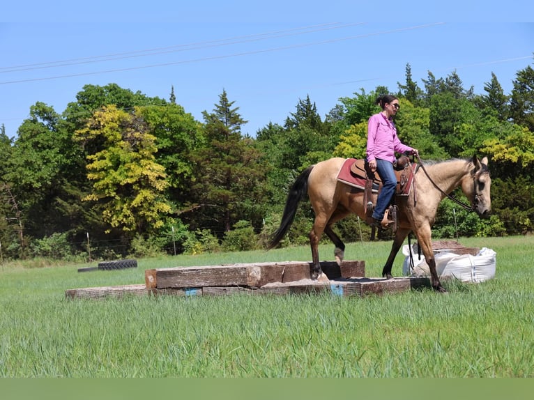 Quarter horse américain Jument 6 Ans 152 cm Buckskin in Ripley