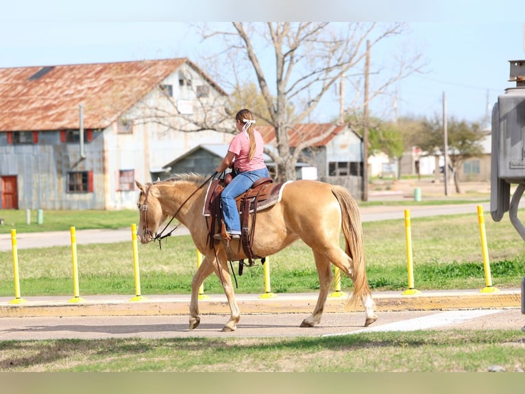 Quarter horse américain Jument 6 Ans 152 cm Champagne in Forney